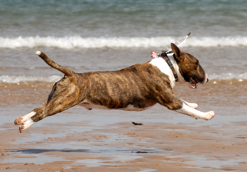 Flying Jim