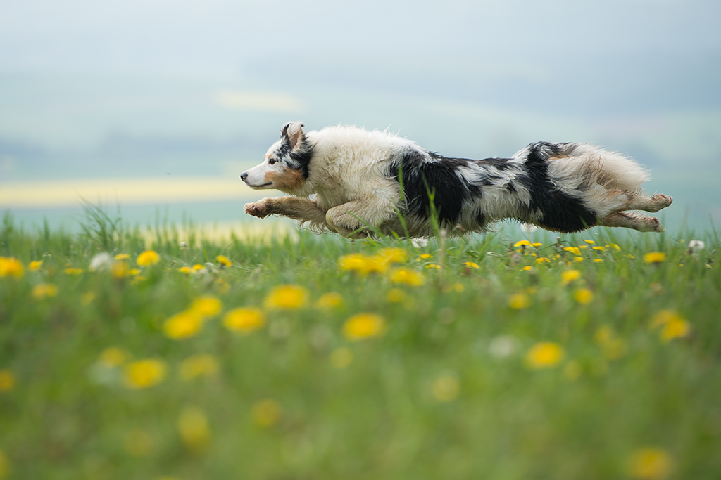 flying