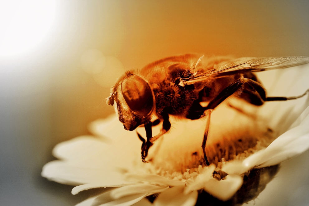 FlyPic12