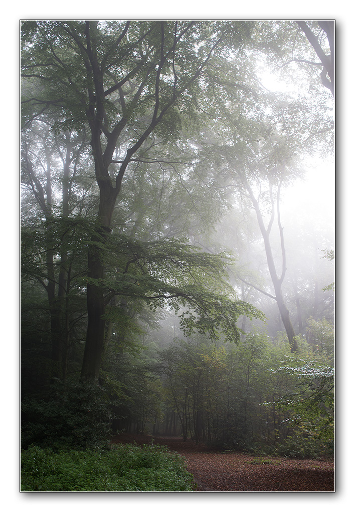 fog1
