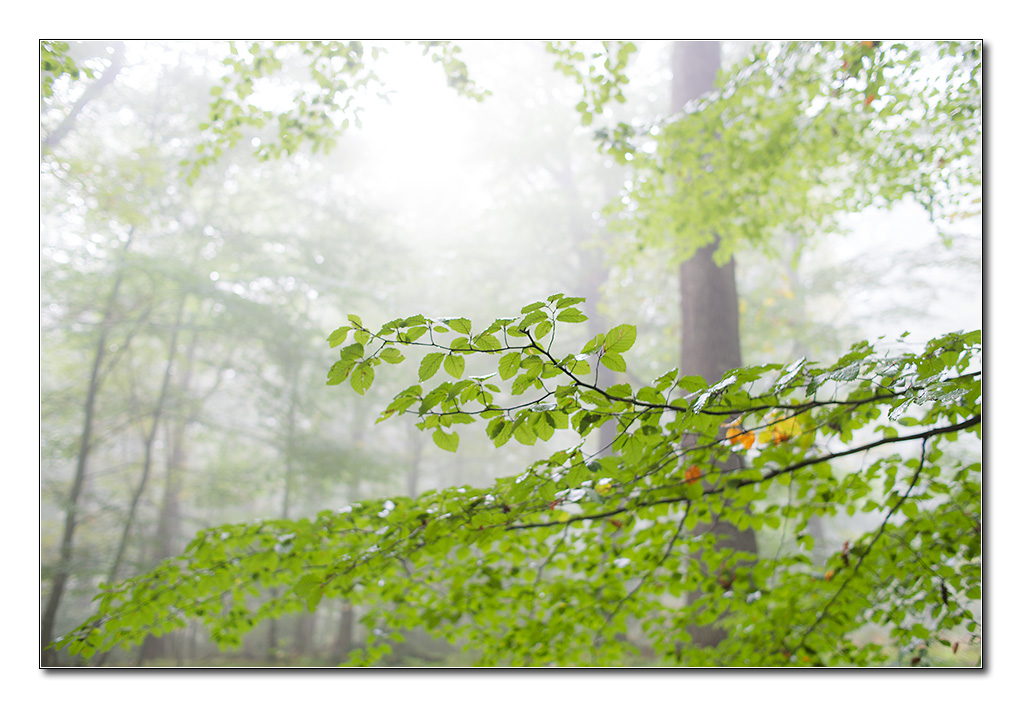 fog2