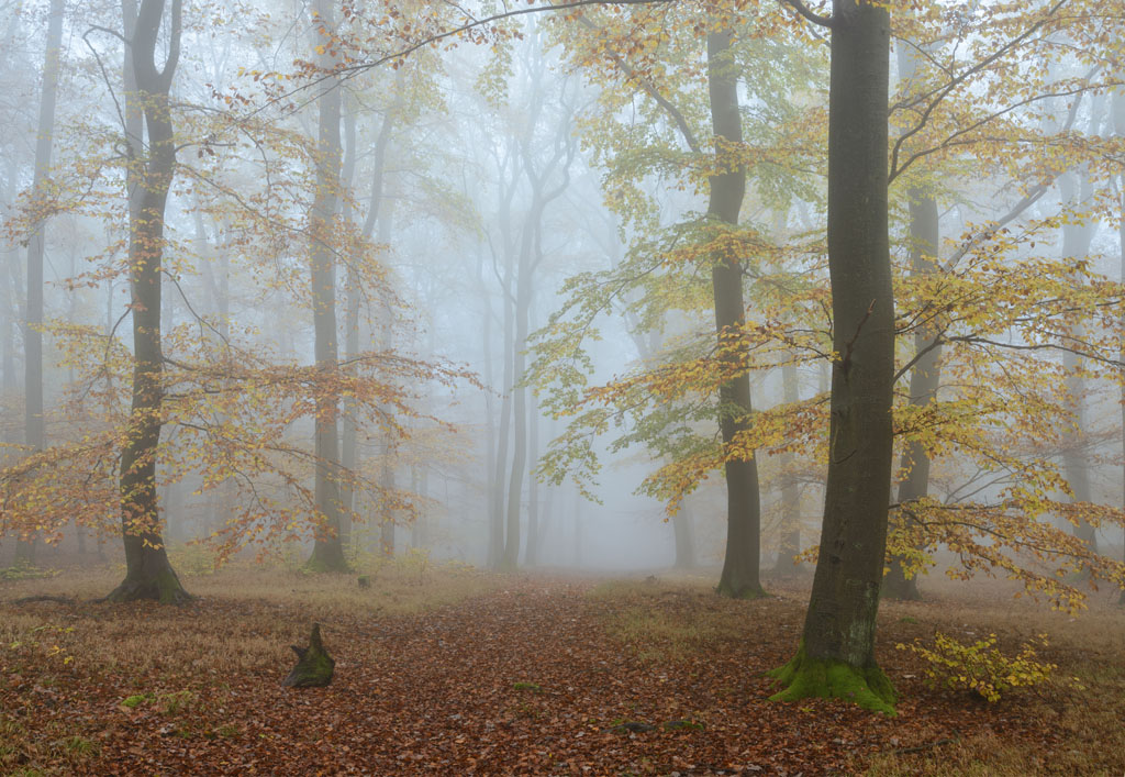 foggy forest november