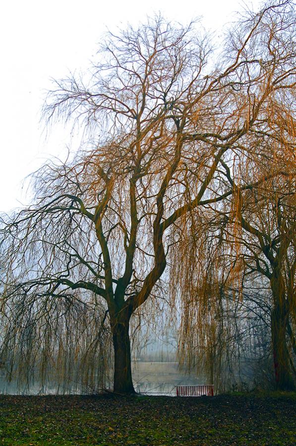 foggy lake