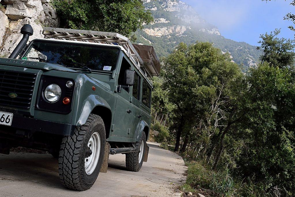 Forest Cruising