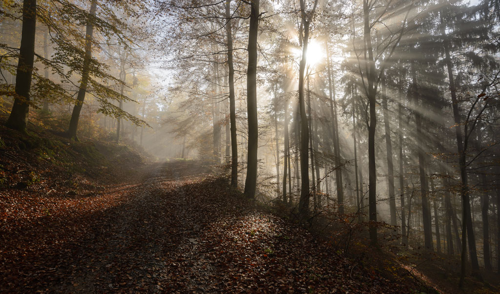 forest november sun rays