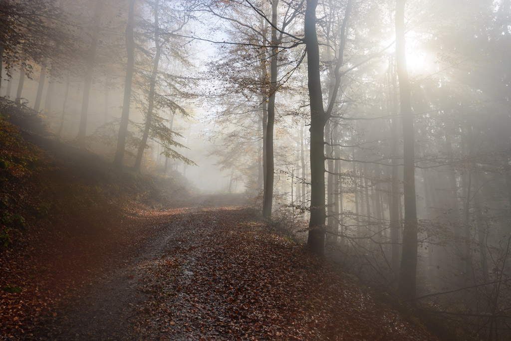 forest with mist on the lens