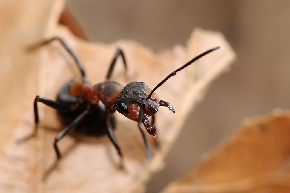 Formica cf. polyctena