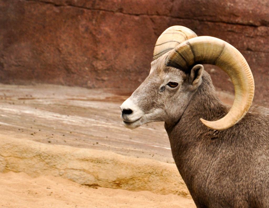Foto aus dem Bereich "Desert" im Burgers Zoo

Kamera: Nikon D90
Objektiv: 18.0-105.0mm f/3.5-5.6
Belichtung: 1/160 Sek. bei f/5,6
Brennweite