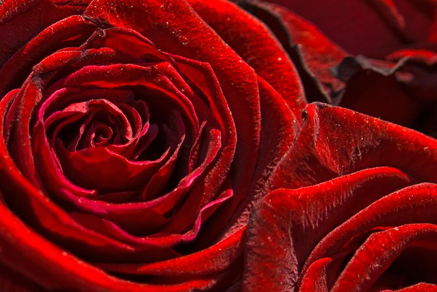 Fotografiere Rot
