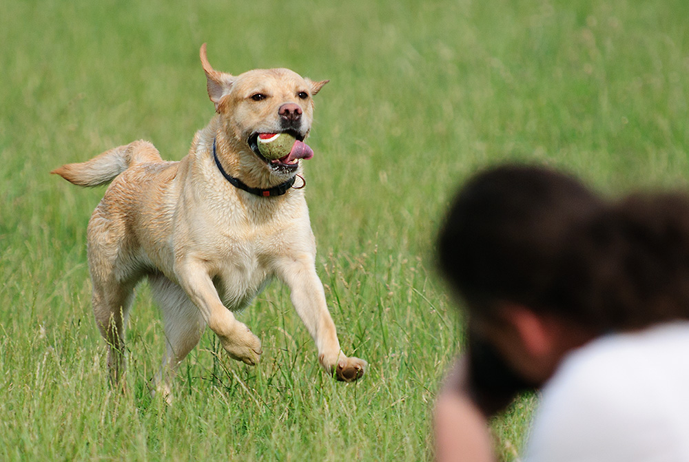 fotografierter Hundefotograf