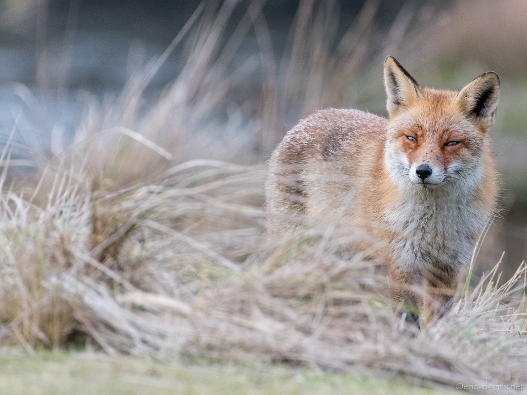 Fox