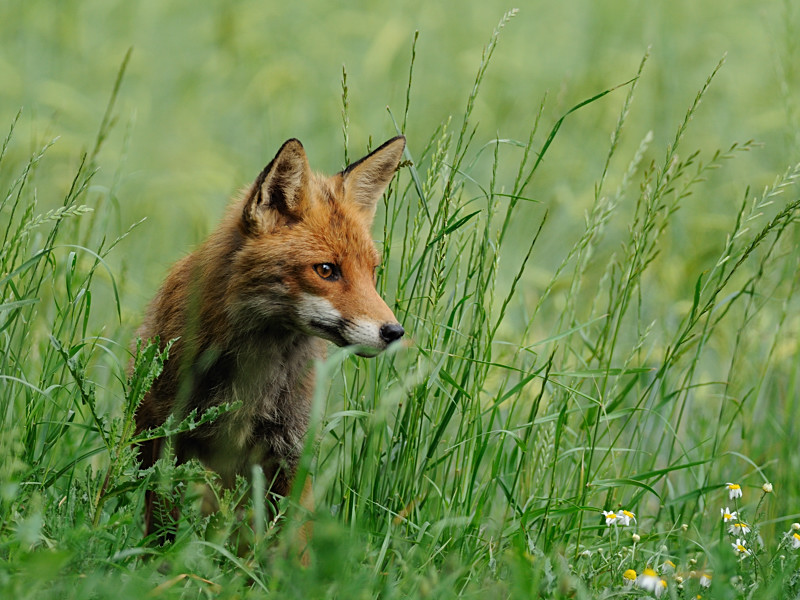 fox1