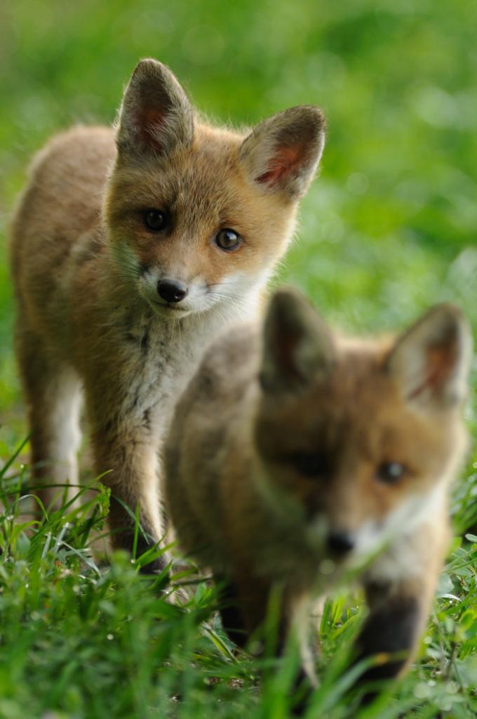 fox3