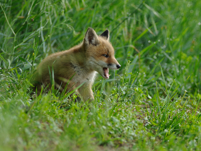 fox4