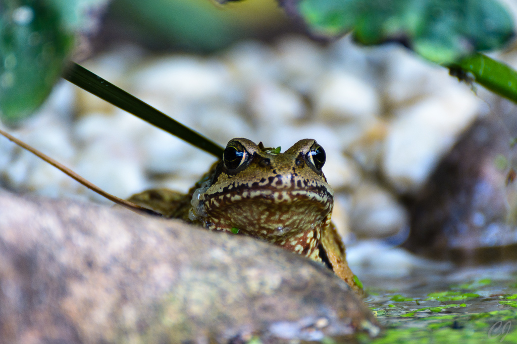 Fröschi am Gartenteich