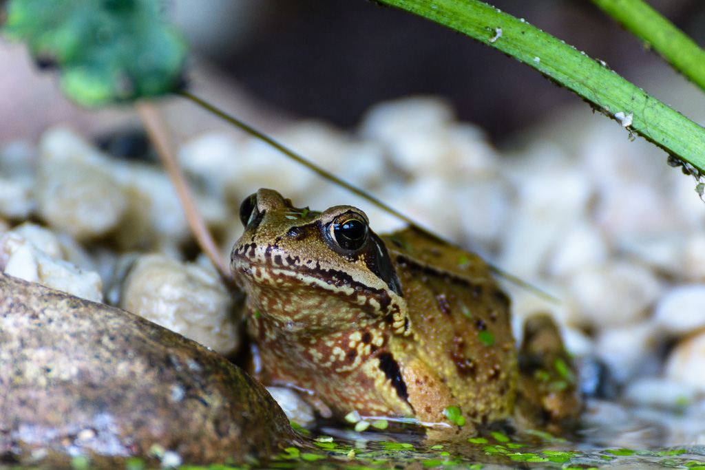 Fröschi am Gartenteich