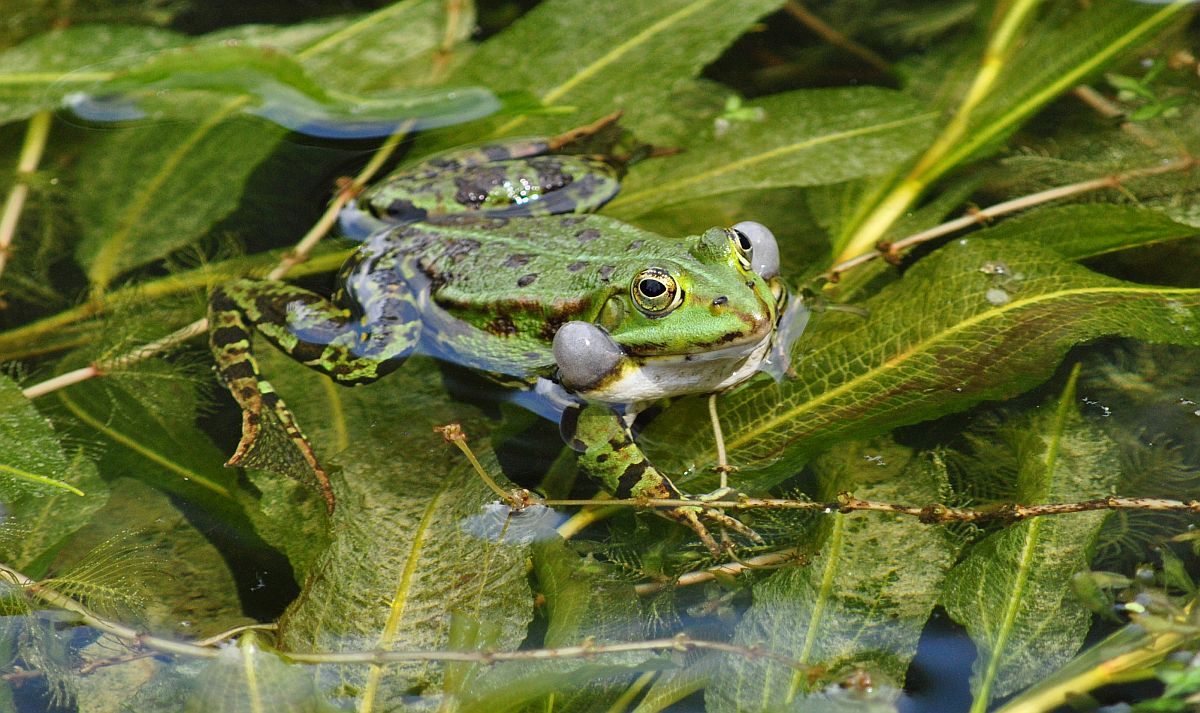 Fröschlein