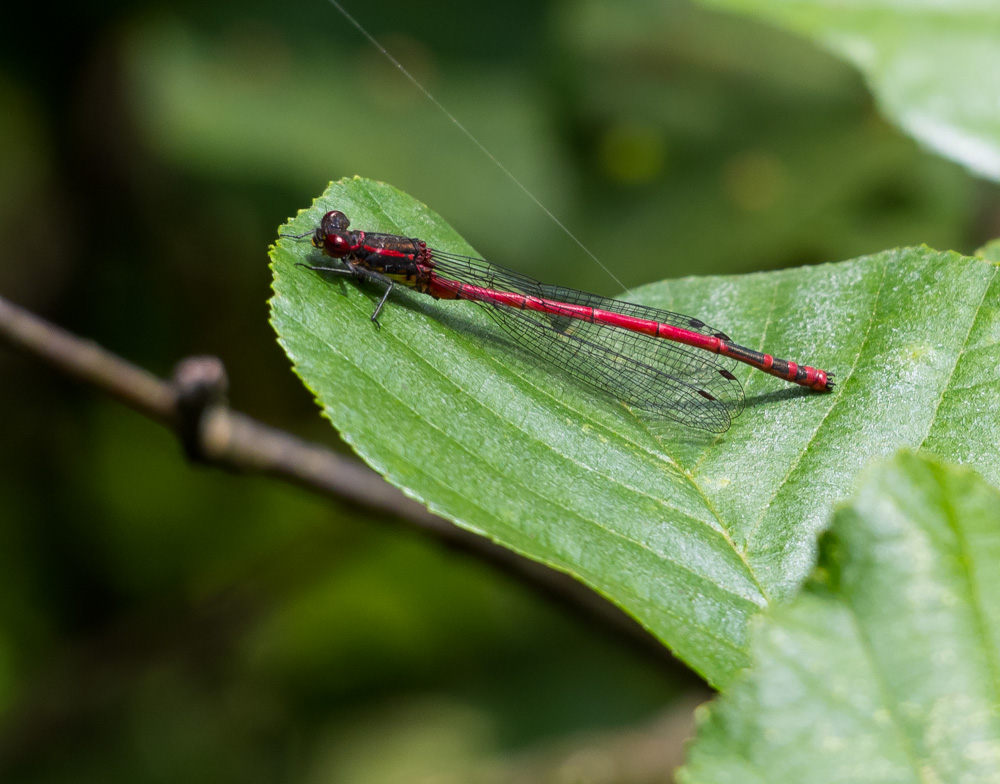 Frühe Adonislibelle (Pyrrhosoma nymphula)3
