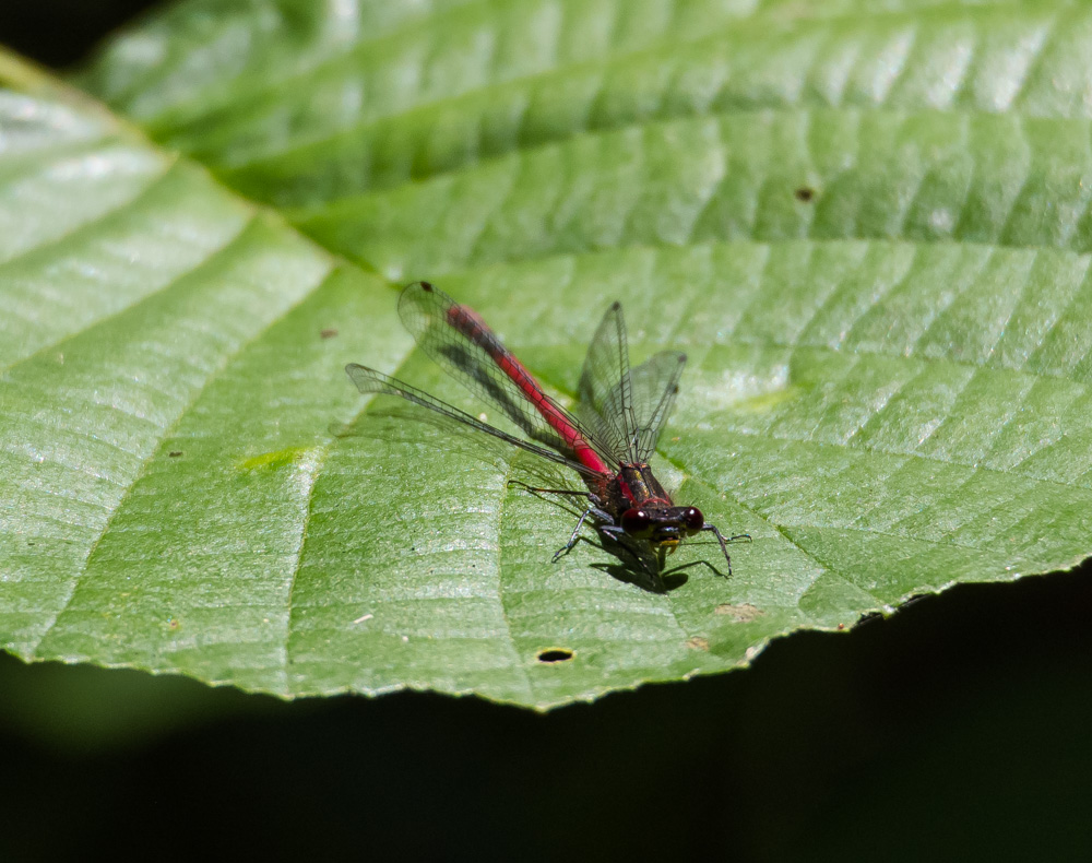 Frühe Adonislibelle (Pyrrhosoma nymphula)4