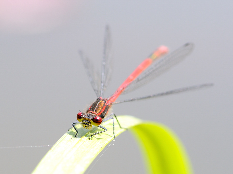 Frühe AdonisVBAA 3838