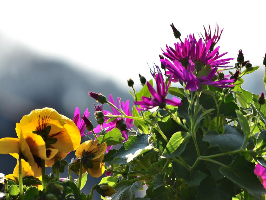 Frühling 05