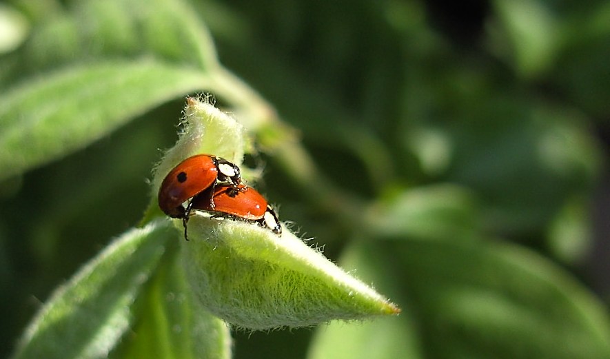 Frühling
1/500 sec, f/2,8
schwierige Aufnahme, weil sich das Blatt im Wind ständig bewegt hat