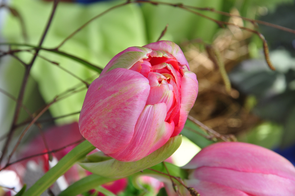 Frühling 1