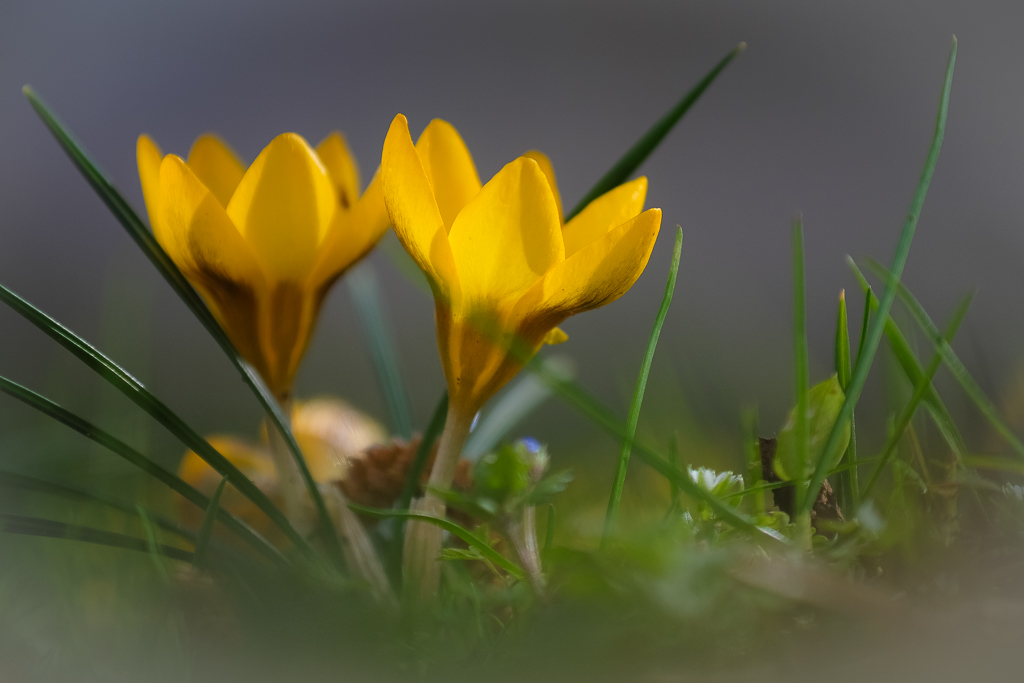 Frühling 1155