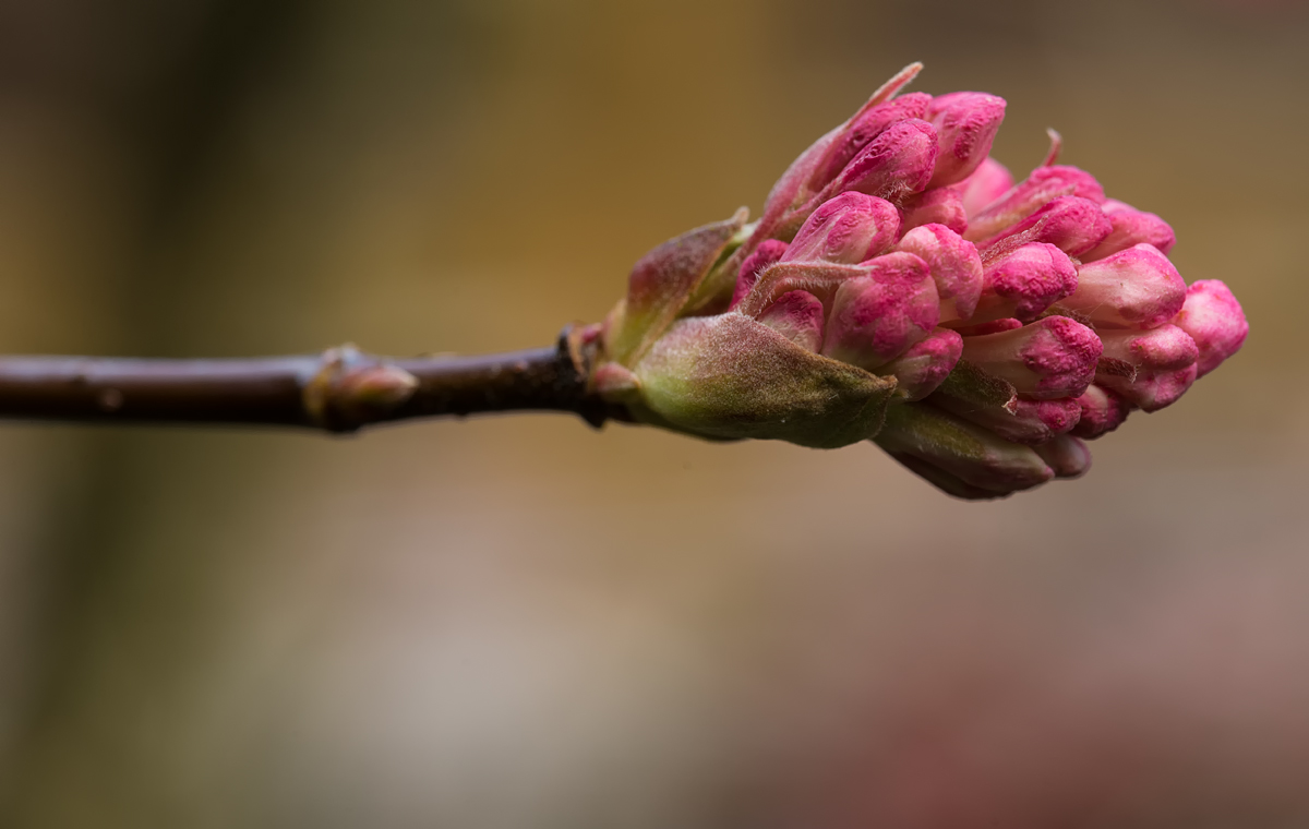 Frühling 2