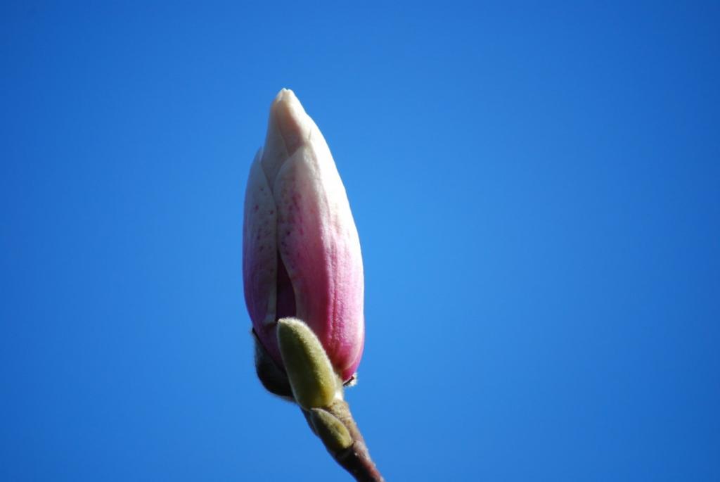 Frühling 2010 0015