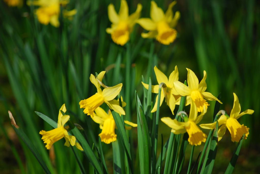 Frühling 2010 007