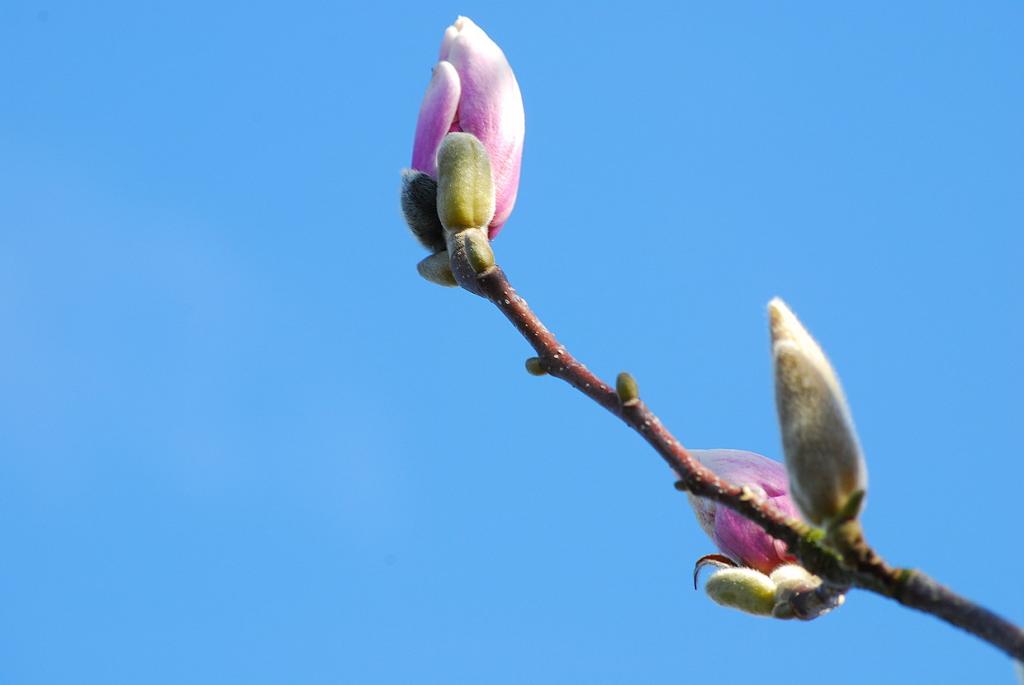 Frühling 2010 016