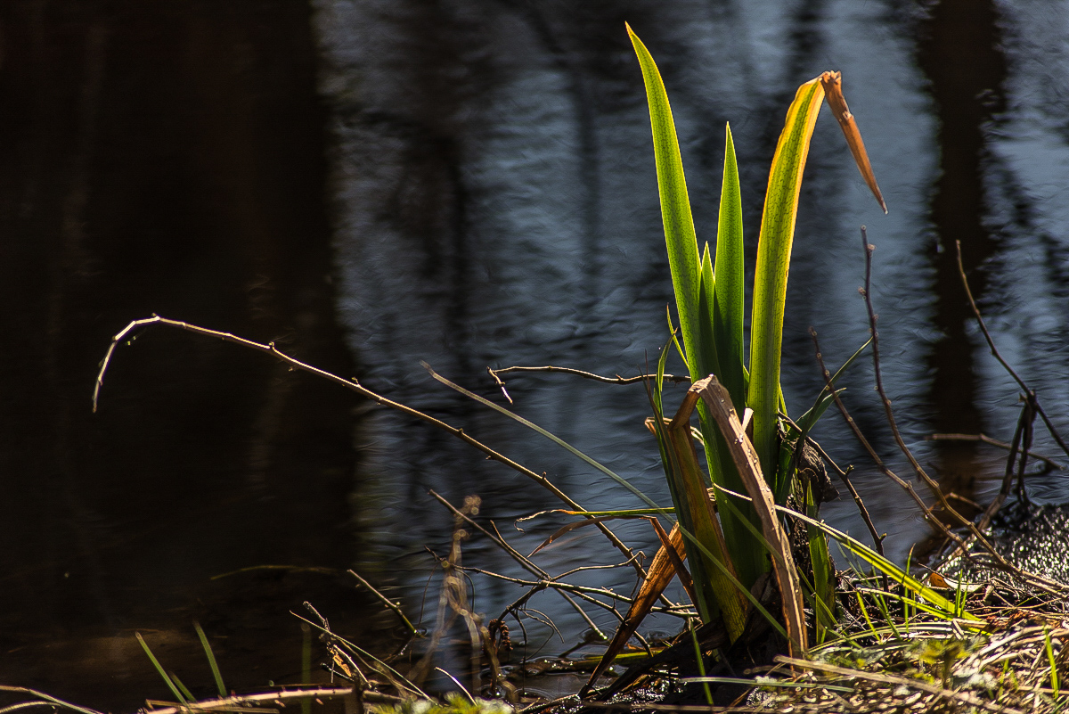 Frühling am Wasser (1 von 1).JPG