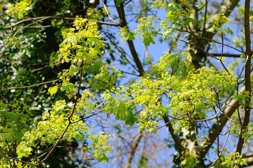 Frühling an der Elbe