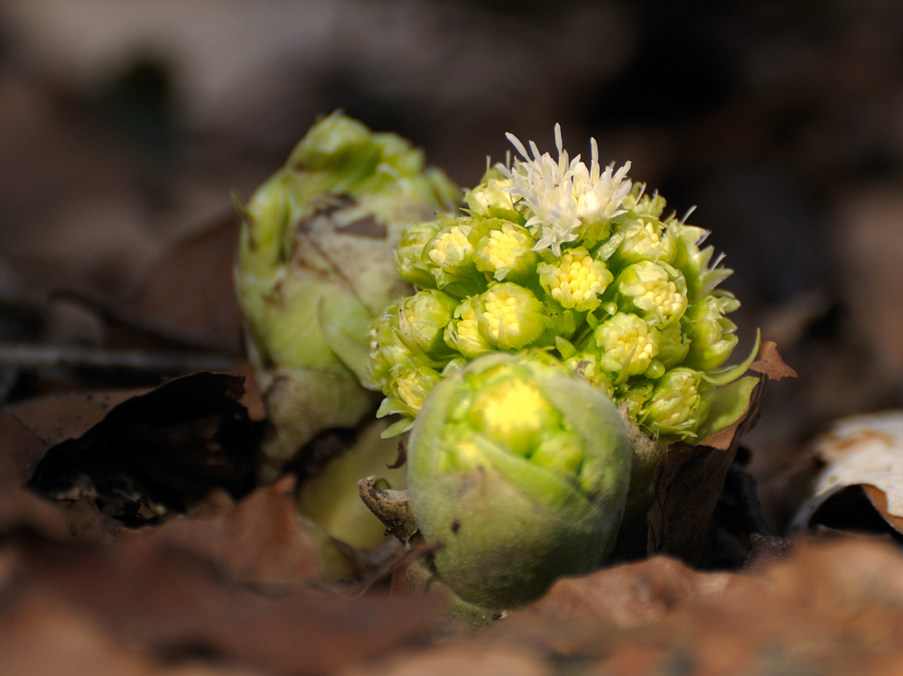 Frühling im Wald