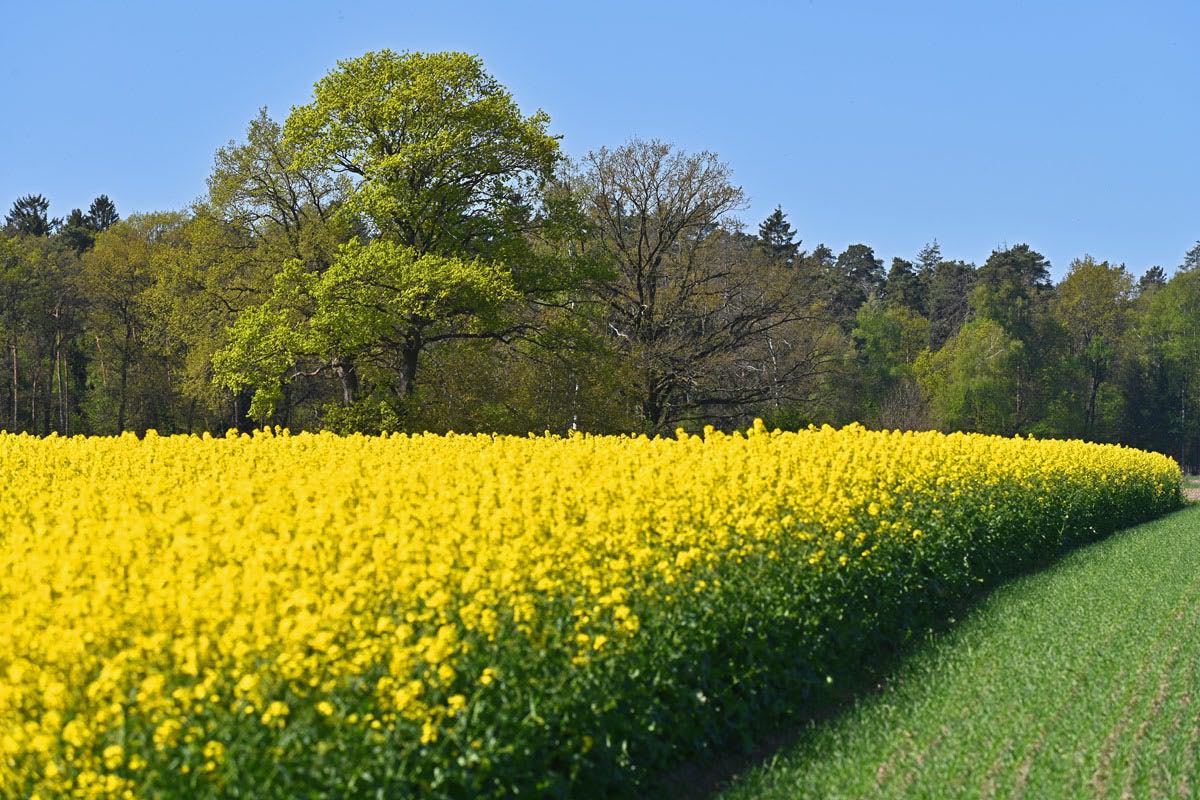 Frühling in der Feldmark 1.jpg