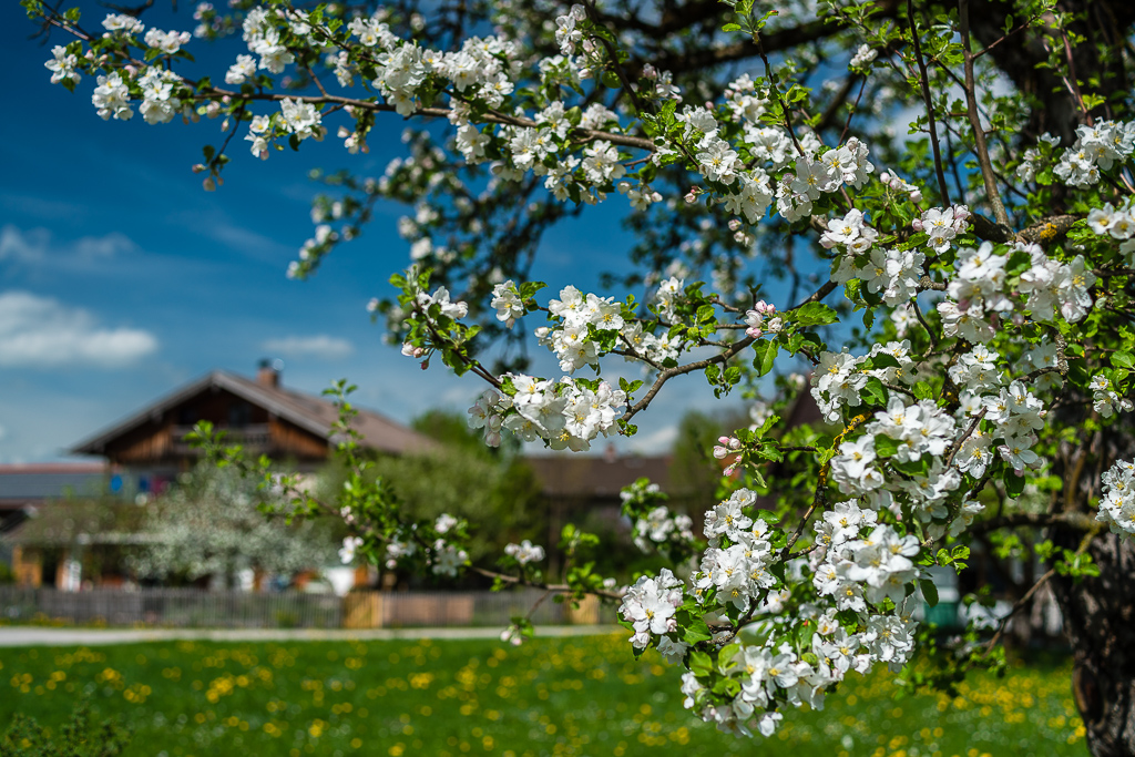 Frühling in Obergries