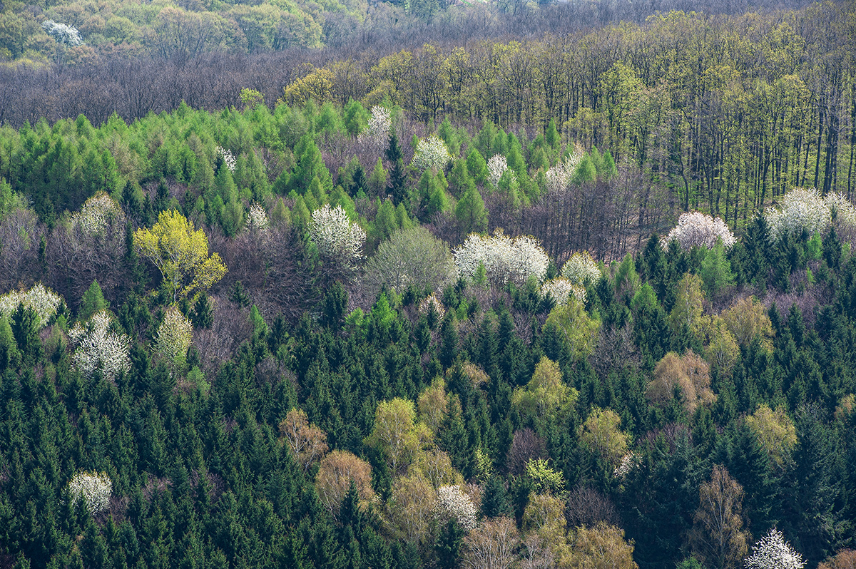 Frühling.jpg