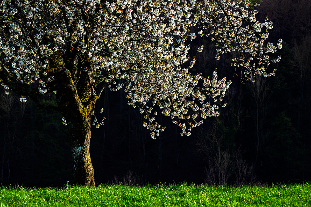 Frühling.jpg