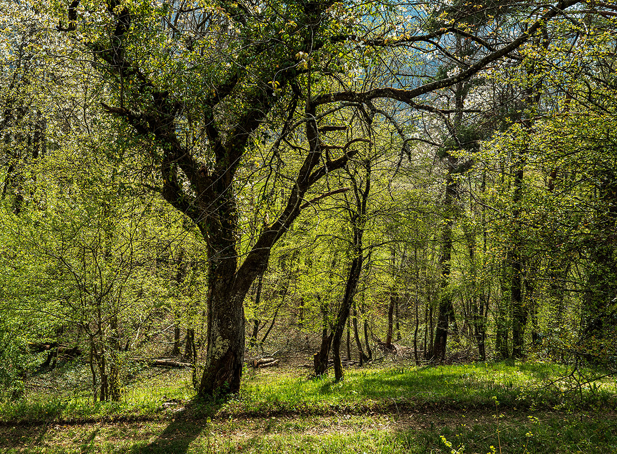 Frühling.jpg