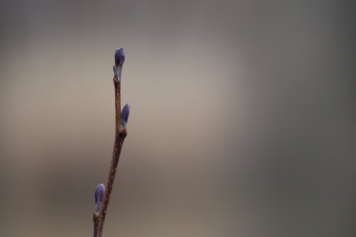 Frühling N2296363