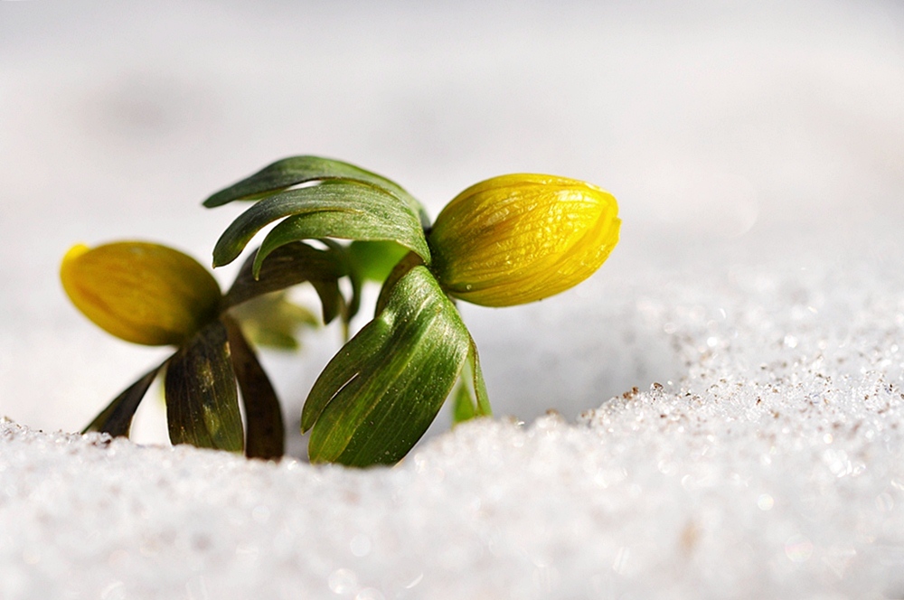 Frühling