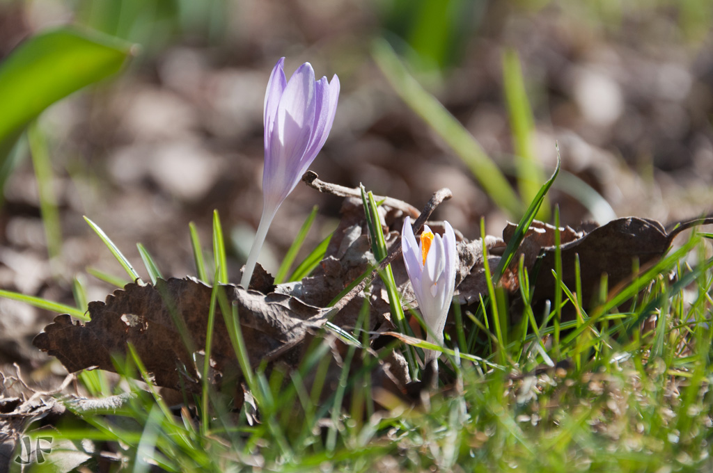Frühling