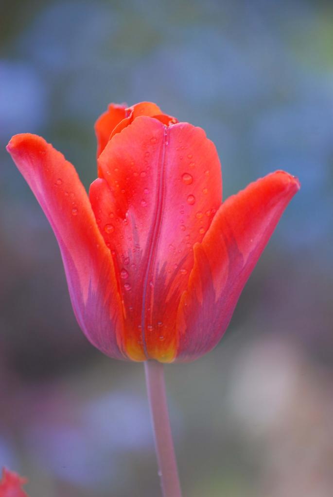 Frühling