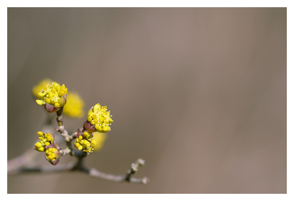 frühling