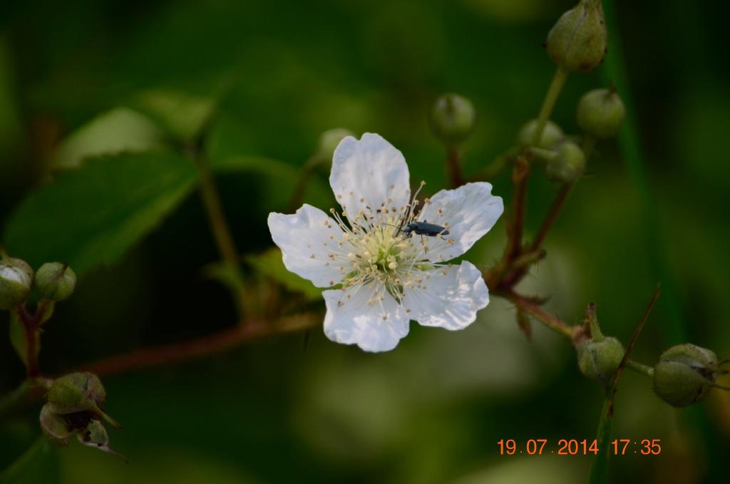 Frühling