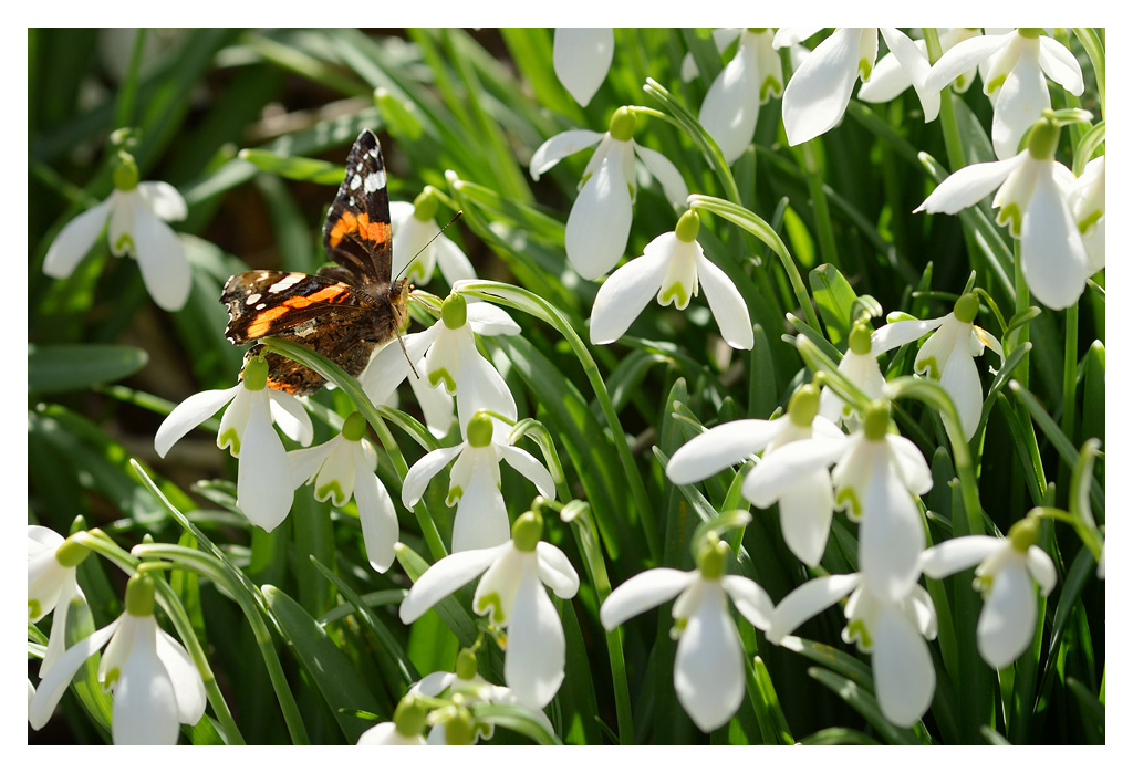 frühling