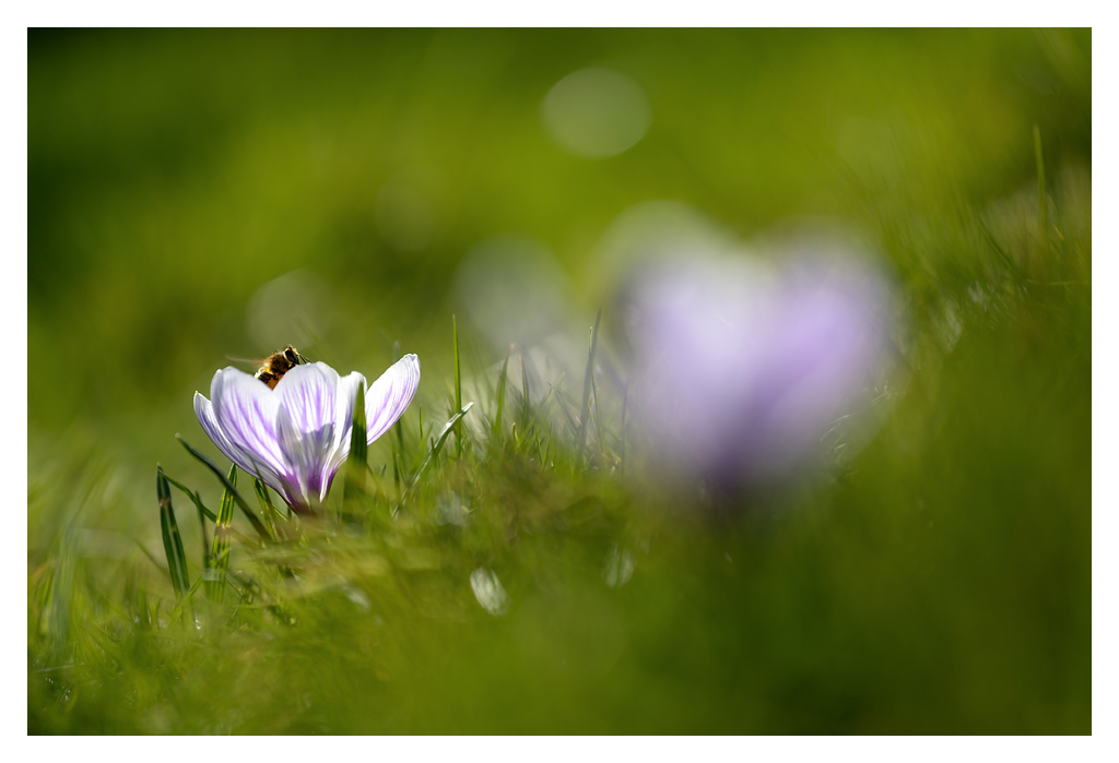 frühling