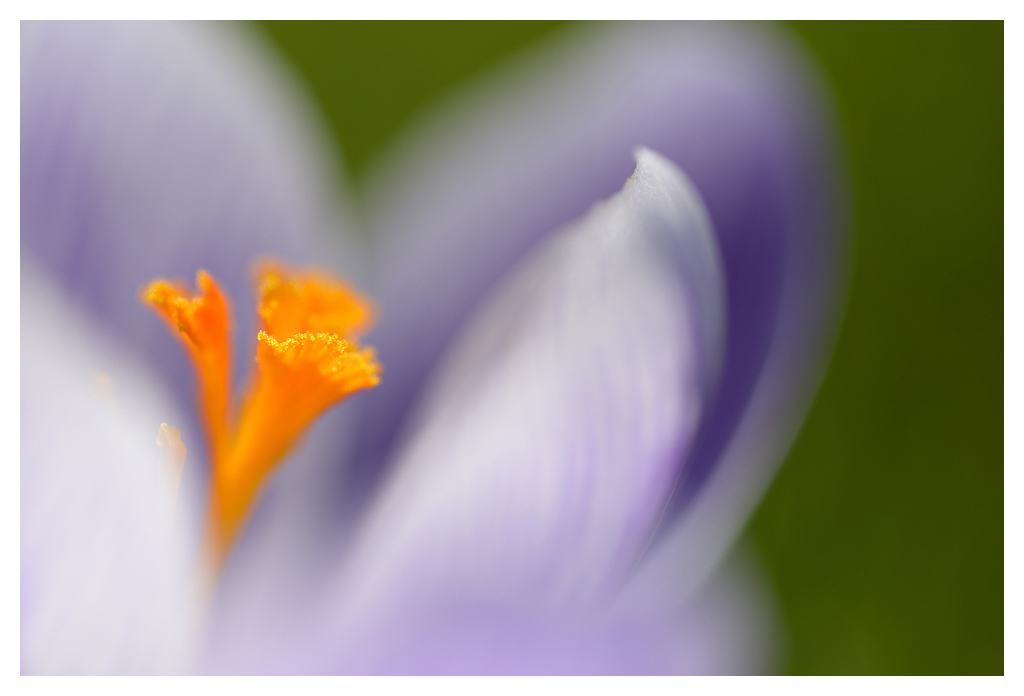 frühling