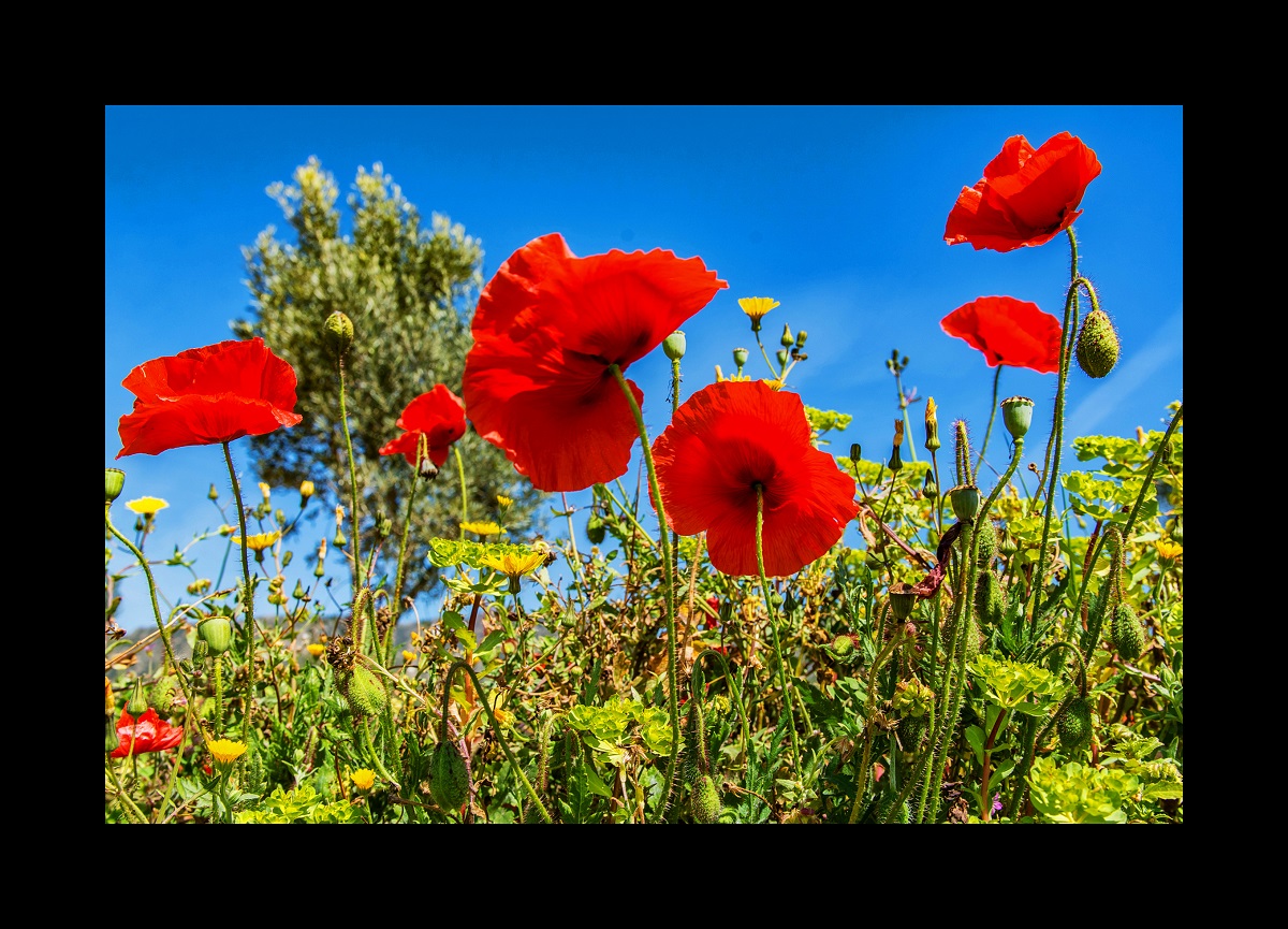 Frühling